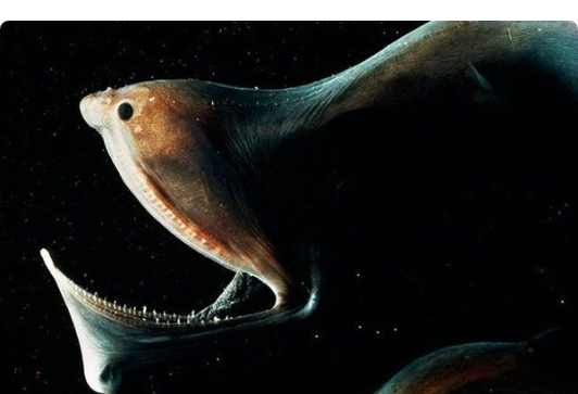 Screenshot-2018-1-2 20 Deepwater Creatures That Look Like They Are From a Fantasy Book (4).png