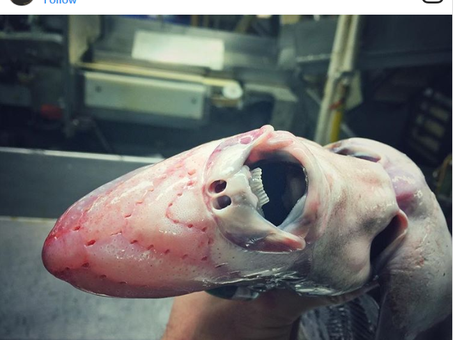 Screenshot-2018-1-2 20 Deepwater Creatures That Look Like They Are From a Fantasy Book(1).png