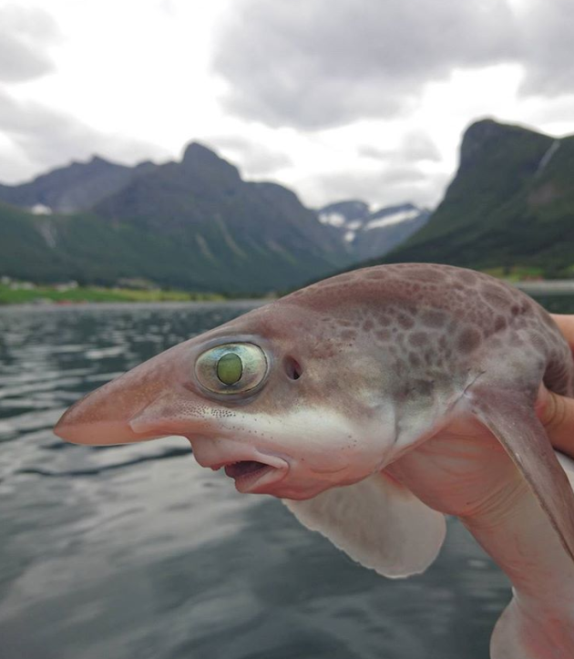 Screenshot-2018-1-2 20 Deepwater Creatures That Look Like They Are From a Fantasy Book.png