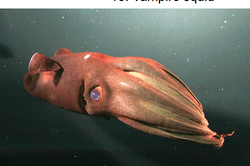 Screenshot-2018-1-2 20 Deepwater Creatures That Look Like They Are From a Fantasy Book (2).png