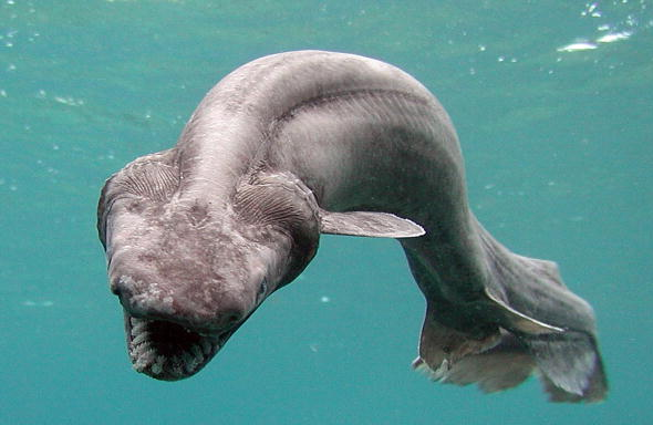 Screenshot-2018-1-2 20 Deepwater Creatures That Look Like They Are From a Fantasy Book (3).png