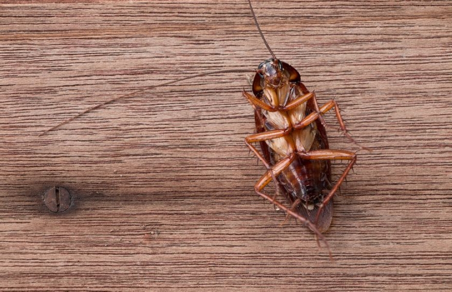 dead-cockroach-wooden-table.jpg.838x0_q80.jpg
