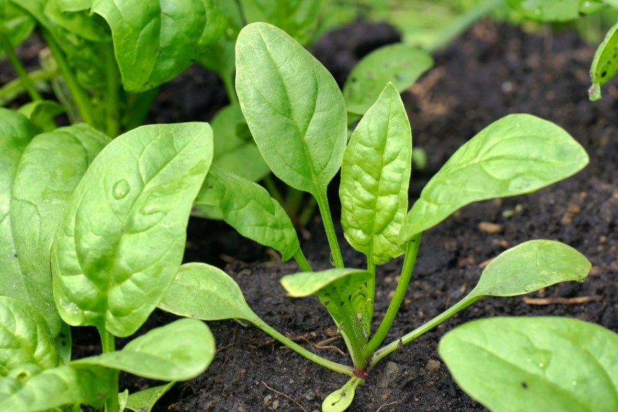 spinach-plant1.jpg