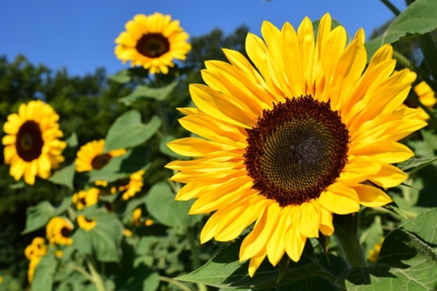 708288da-4b2e-4481-9edd-956383f72be0-sunflower-1627193_1280.jpg