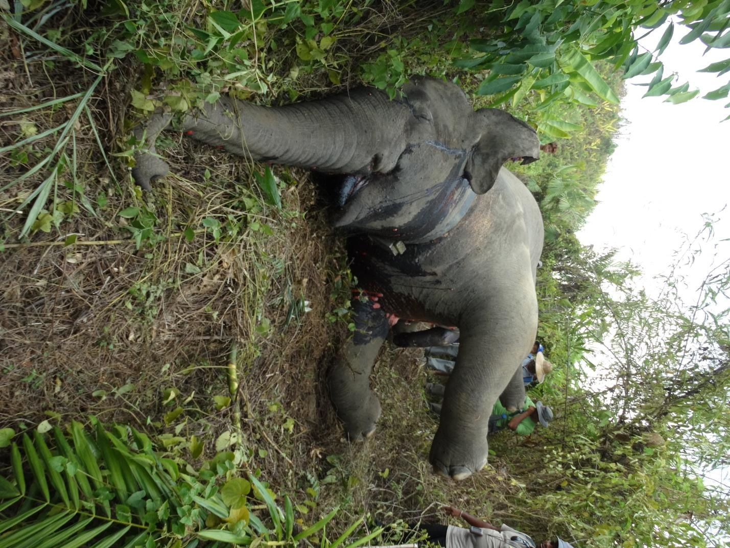 Elephant-Sampson-3.18.jpg